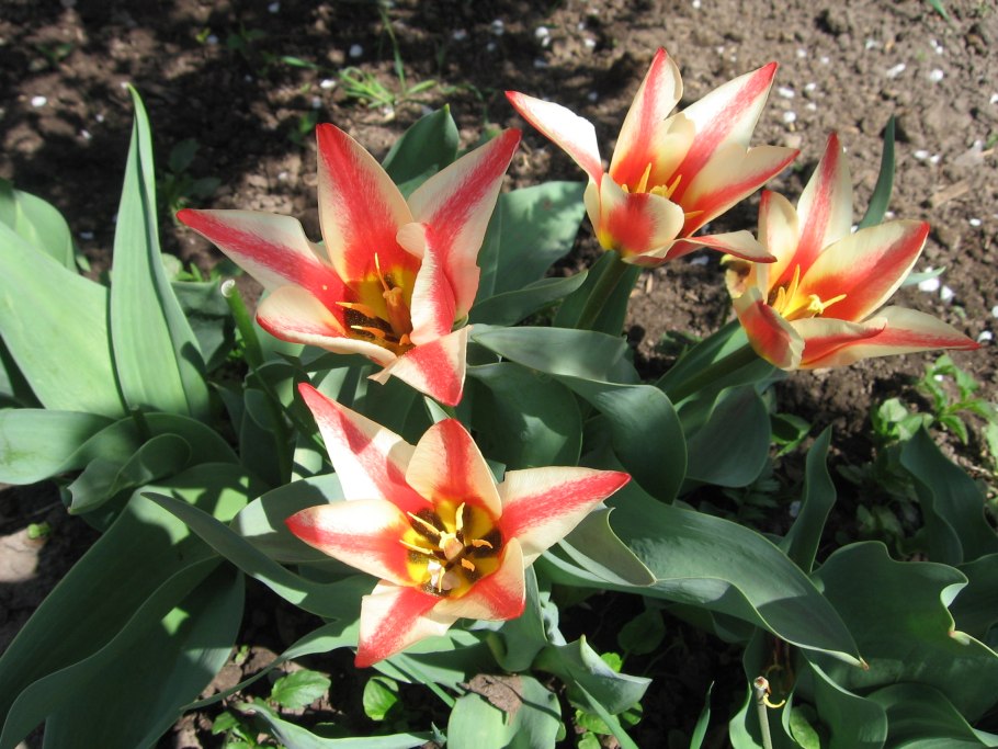 Тюльпан грейга pinocchio