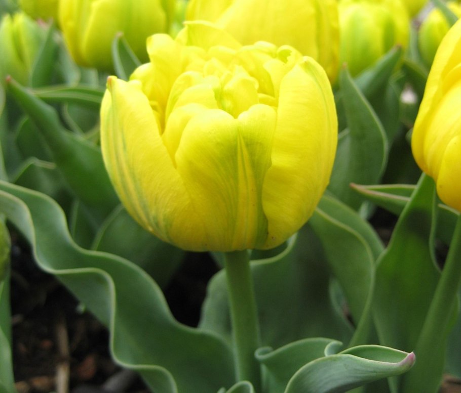 Тюльпан махровый йеллоу помпонет