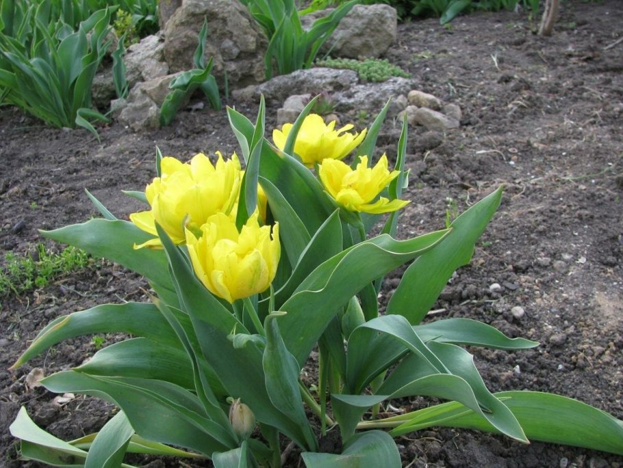 Тюльпан йеллоу спайдер