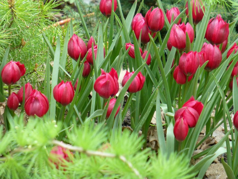 Тюльпан ботанический лилипут