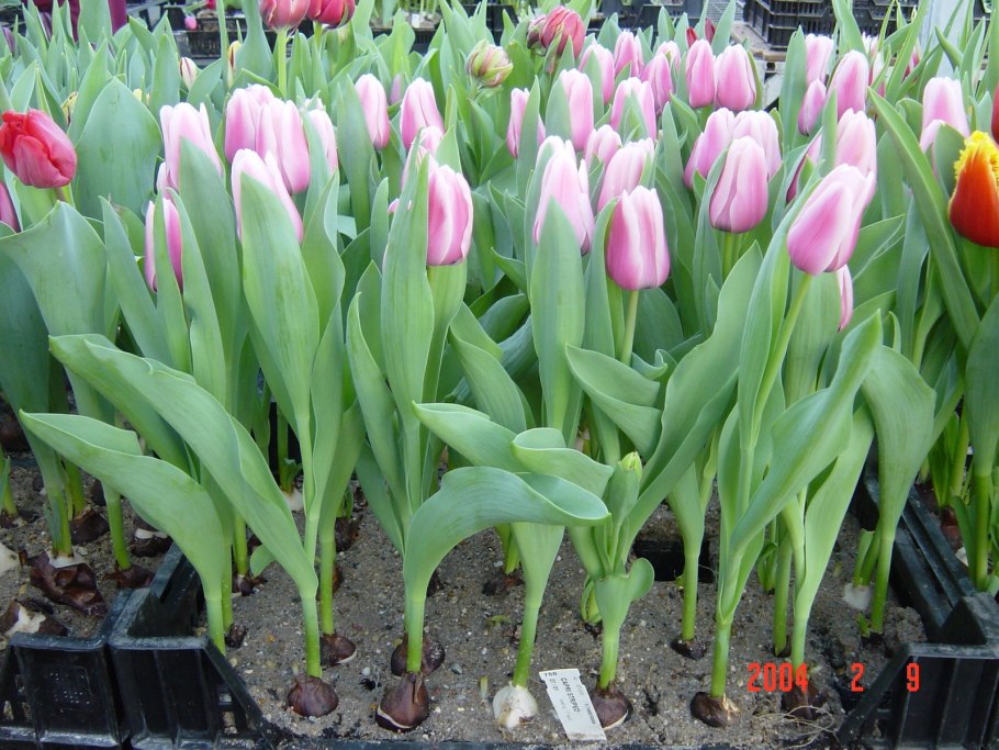 Тюльпаны люстиге витве