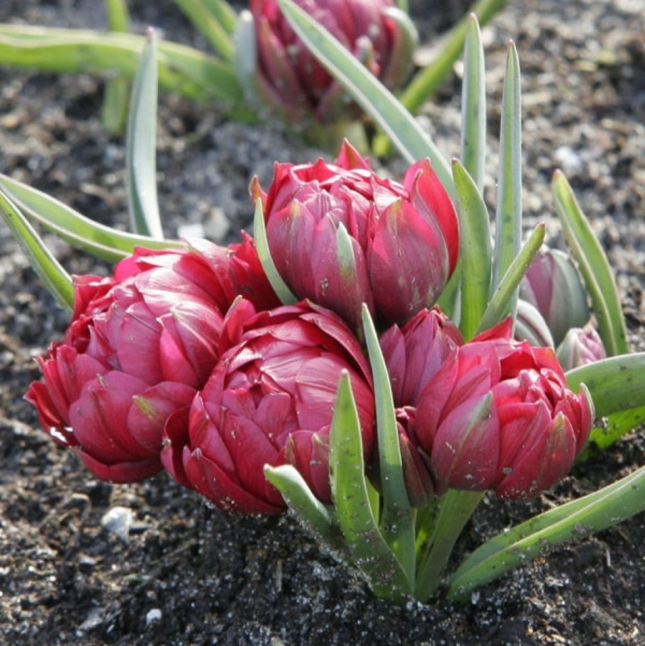 Tulipa Sunny Prince