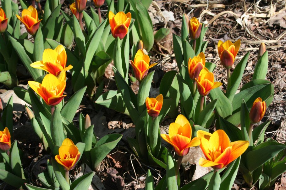 Тюльпан одалиска