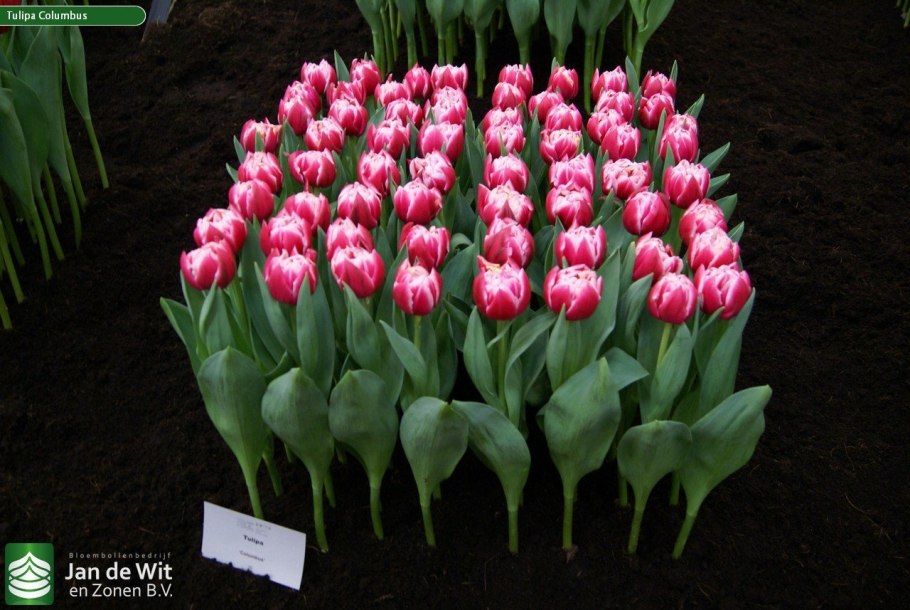 Тюльпан Ботанический Хамилис