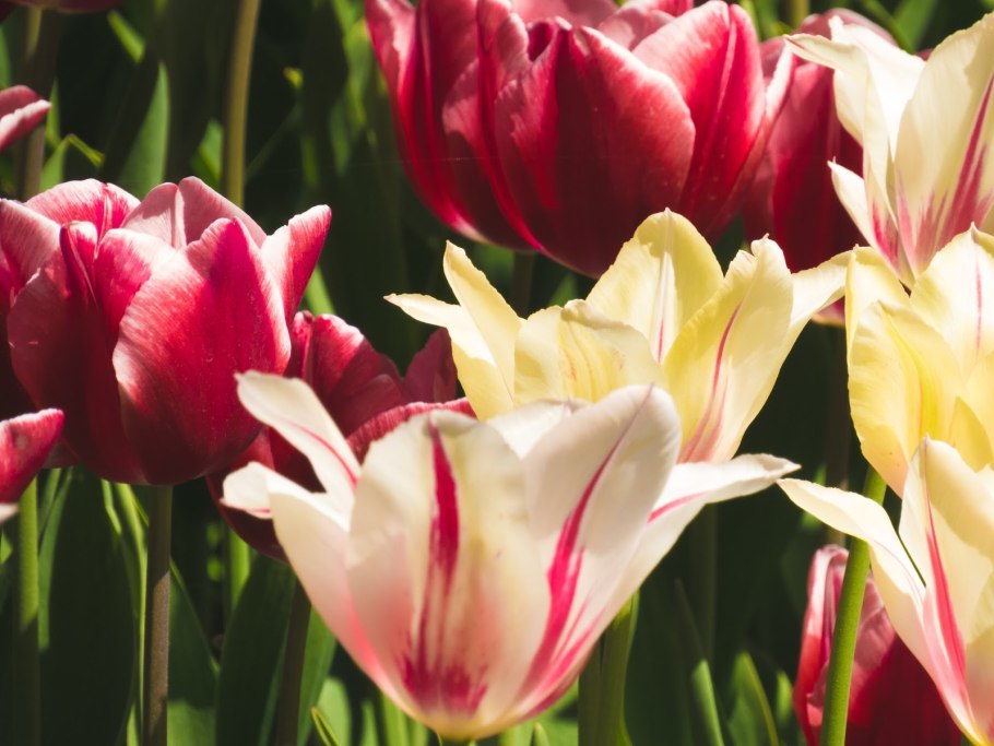 Тюльпан Ботанический Саманта