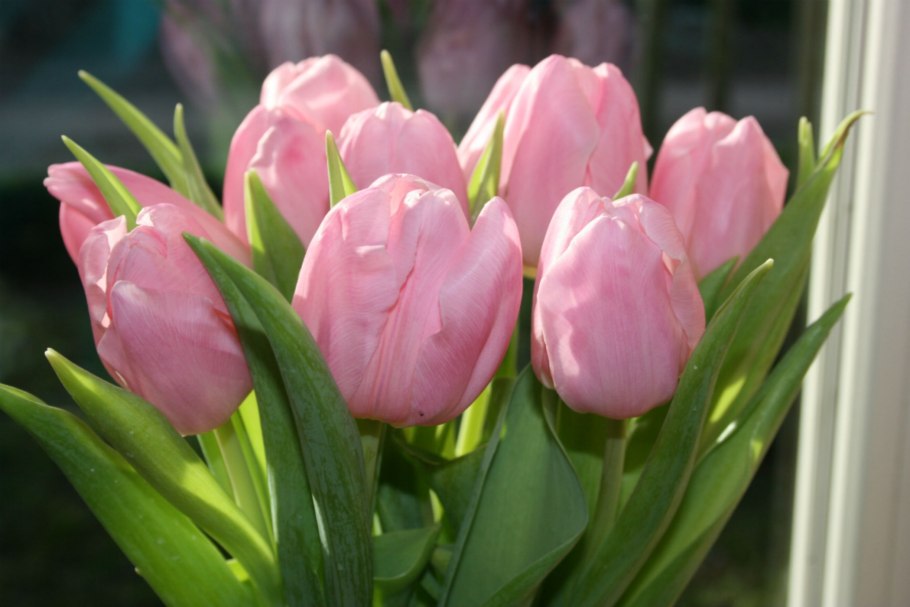 Тюльпан ботанический саманта