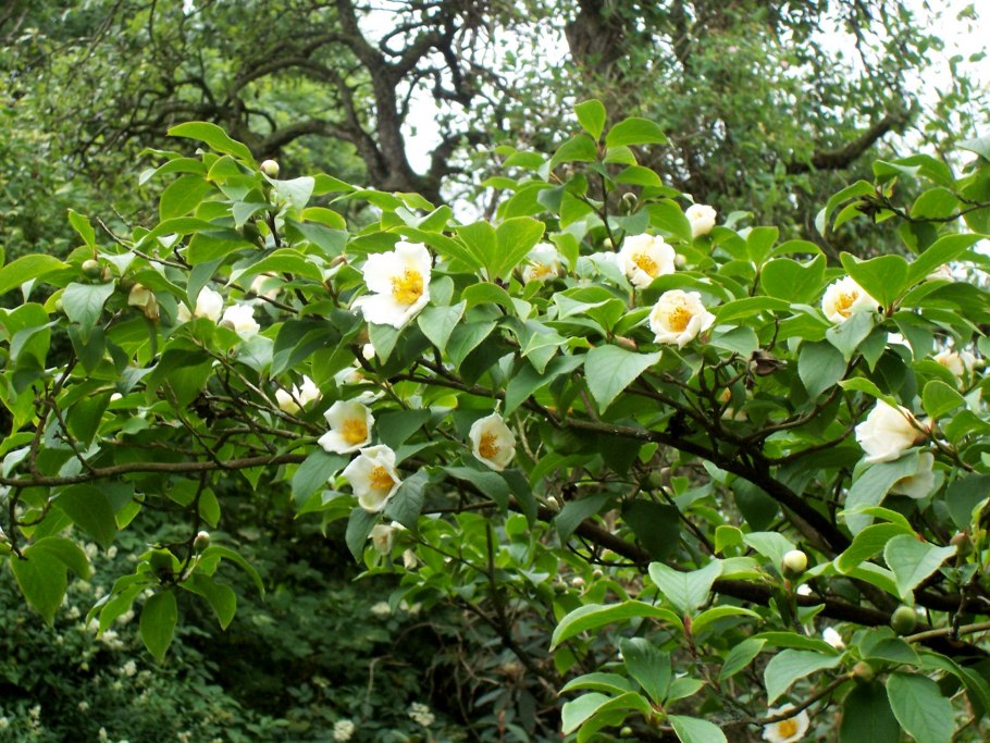 Stewartia pseudocamellia