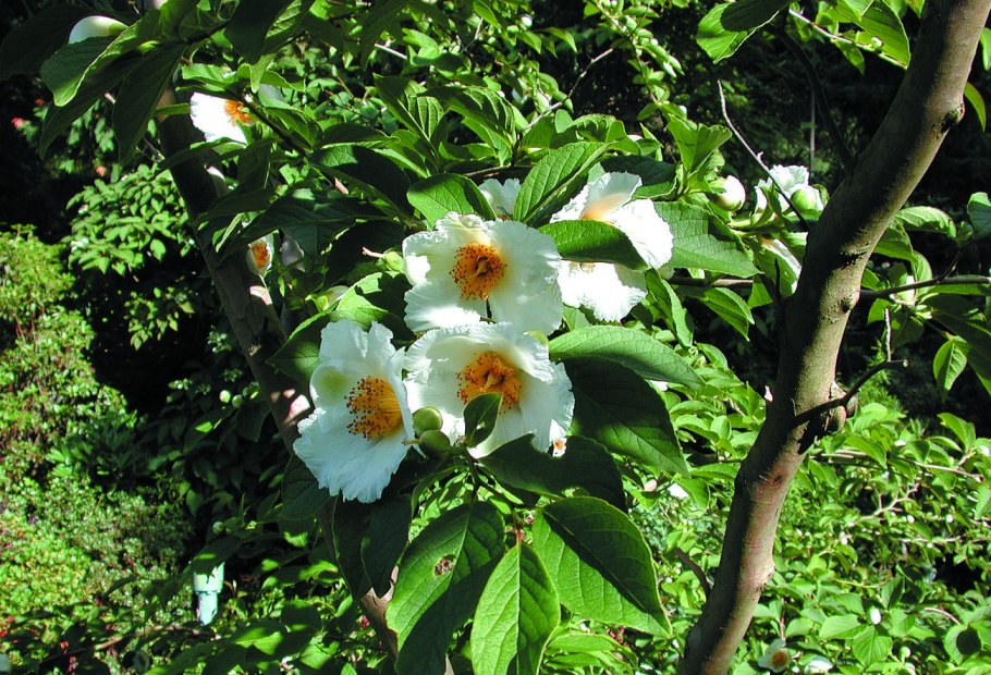 Stewartia ovata