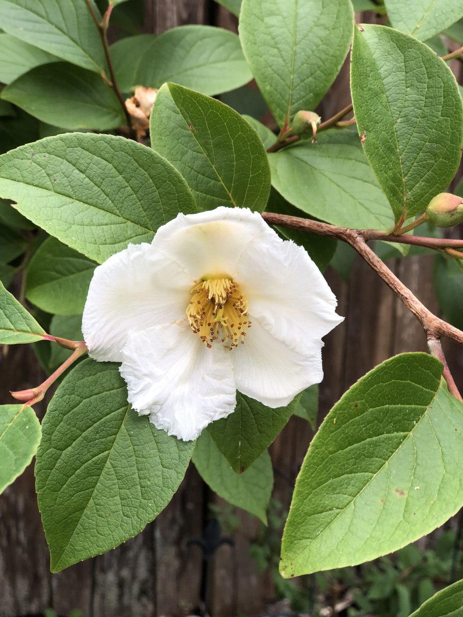 Стюартия ложнокамелиевая