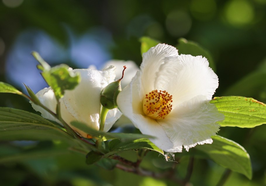 Стюартия китайская