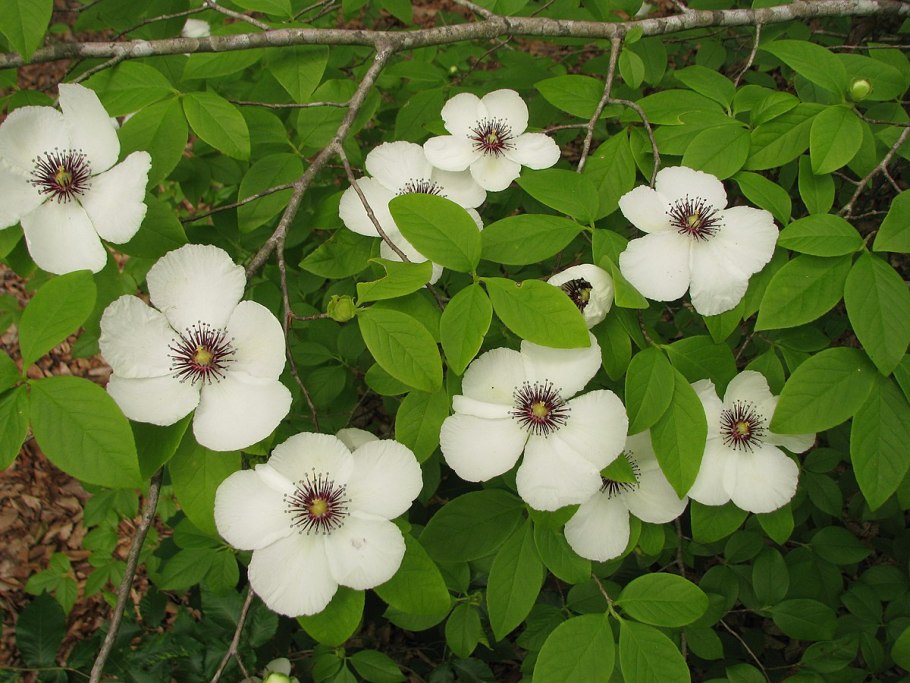 Stewartia pseudocamellia