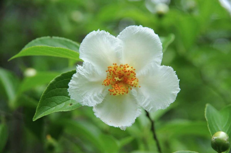 Стюартия псевдокамеллия в Подмосковье