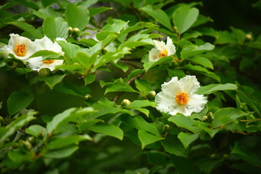 Стюартия японская