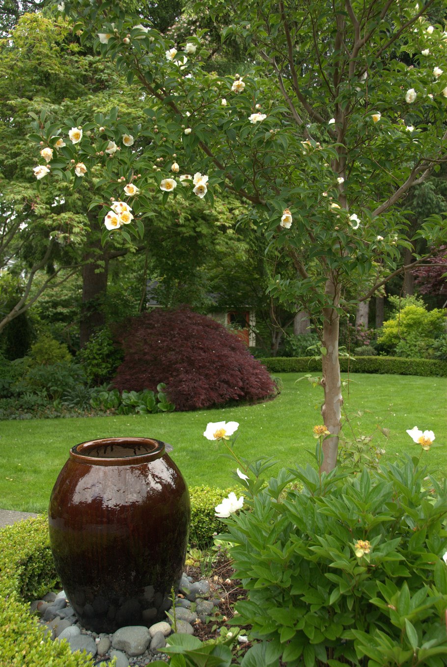 Стюартия ложнокамелиевая