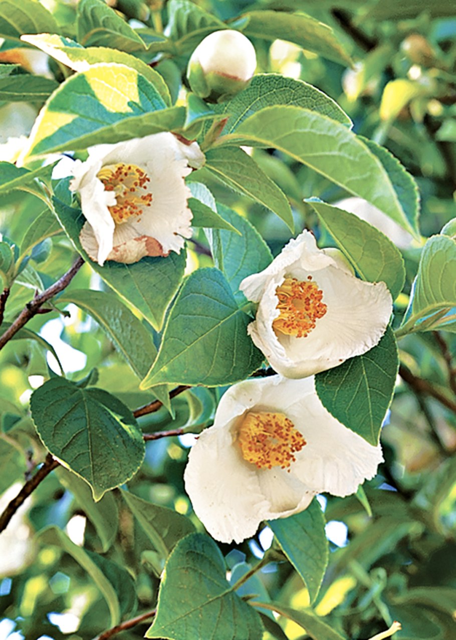 Stewartia monadelpha