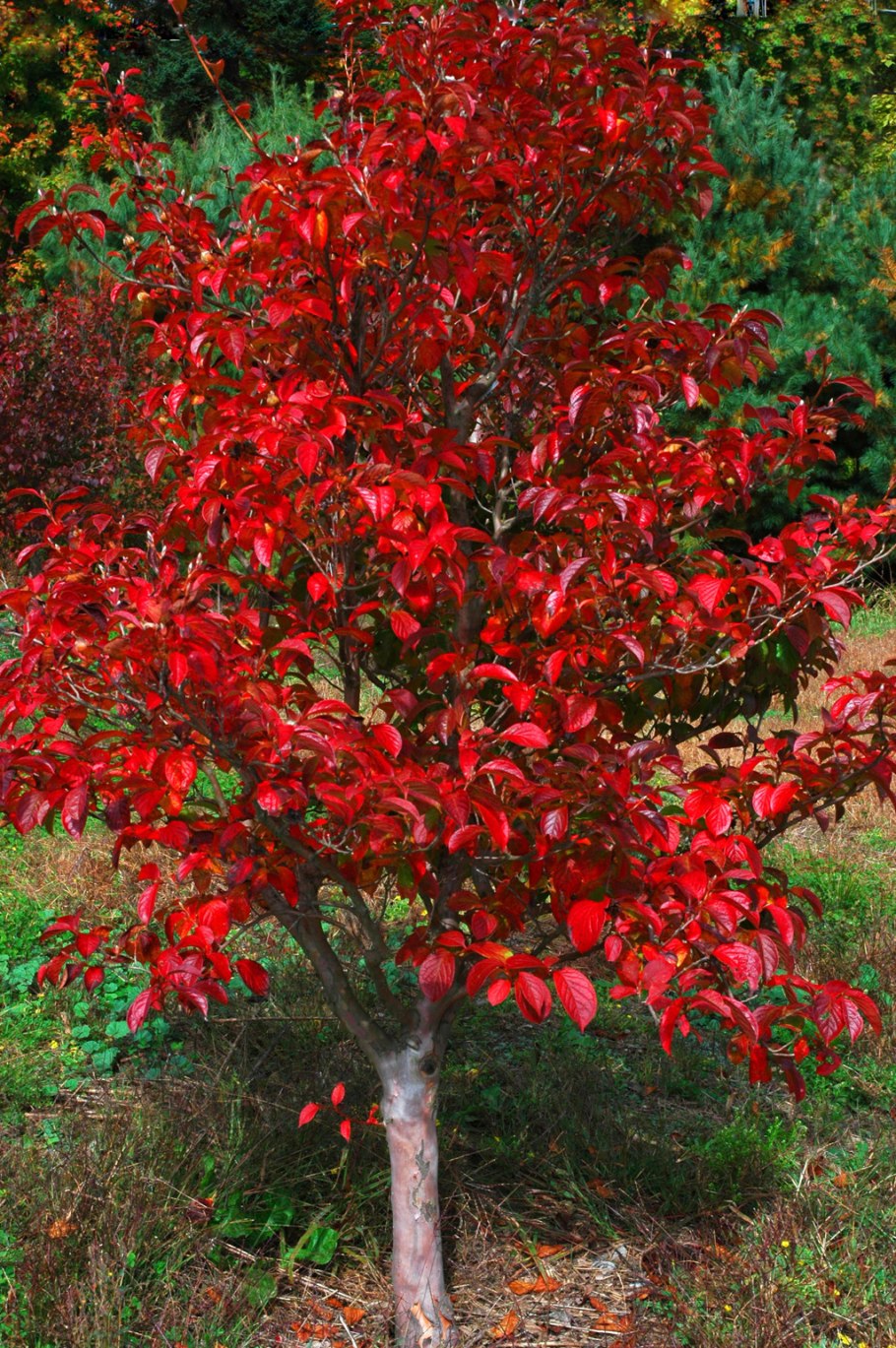 Стюартия псевдокамеллия