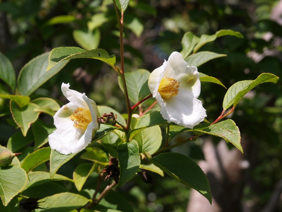 Стюартия ложнокамелиевая