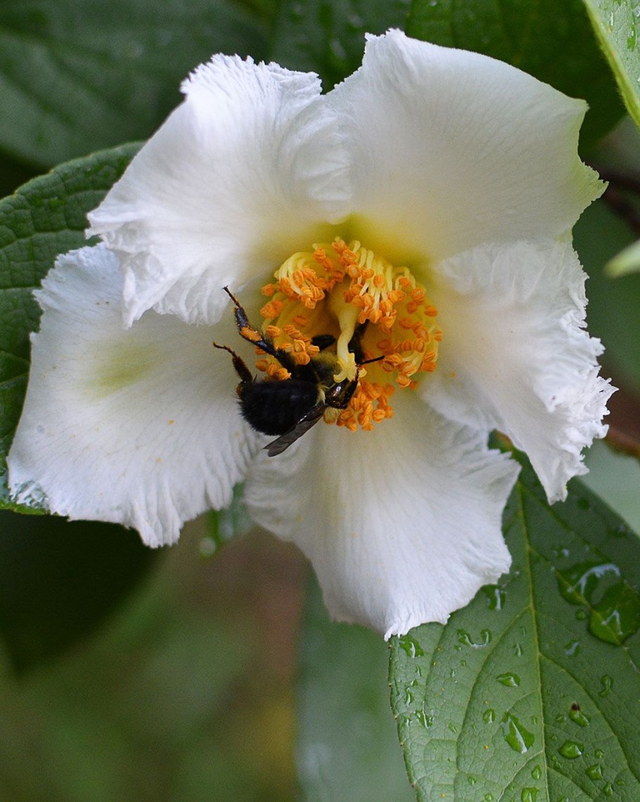 Stewartia rostrata