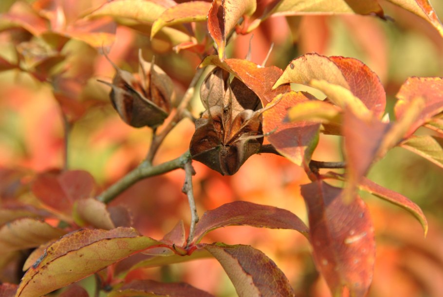 Стюартия в Подмосковье