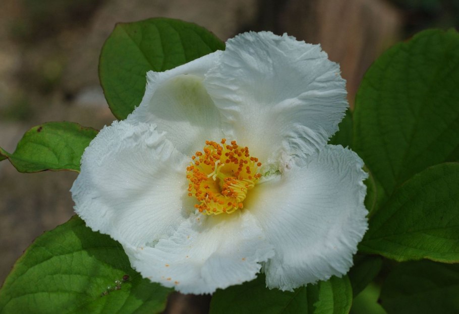 Стюа́ртией (лат. Stewartia