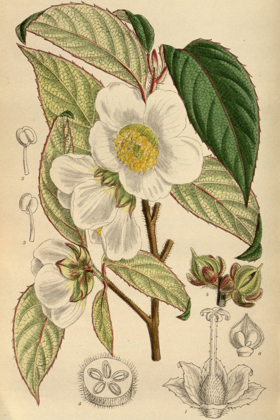 Stewartia rostrata