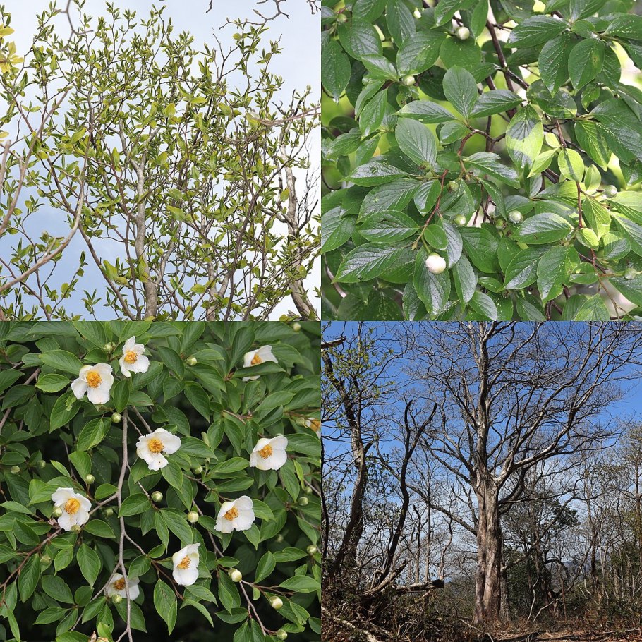 Стюартия ложнокамелиевая