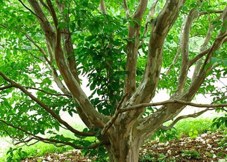 Стюартия псевдокамеллия