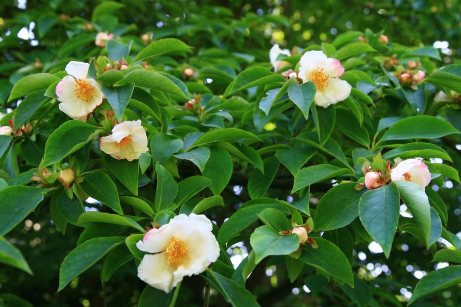 Стюартия малакодендрон