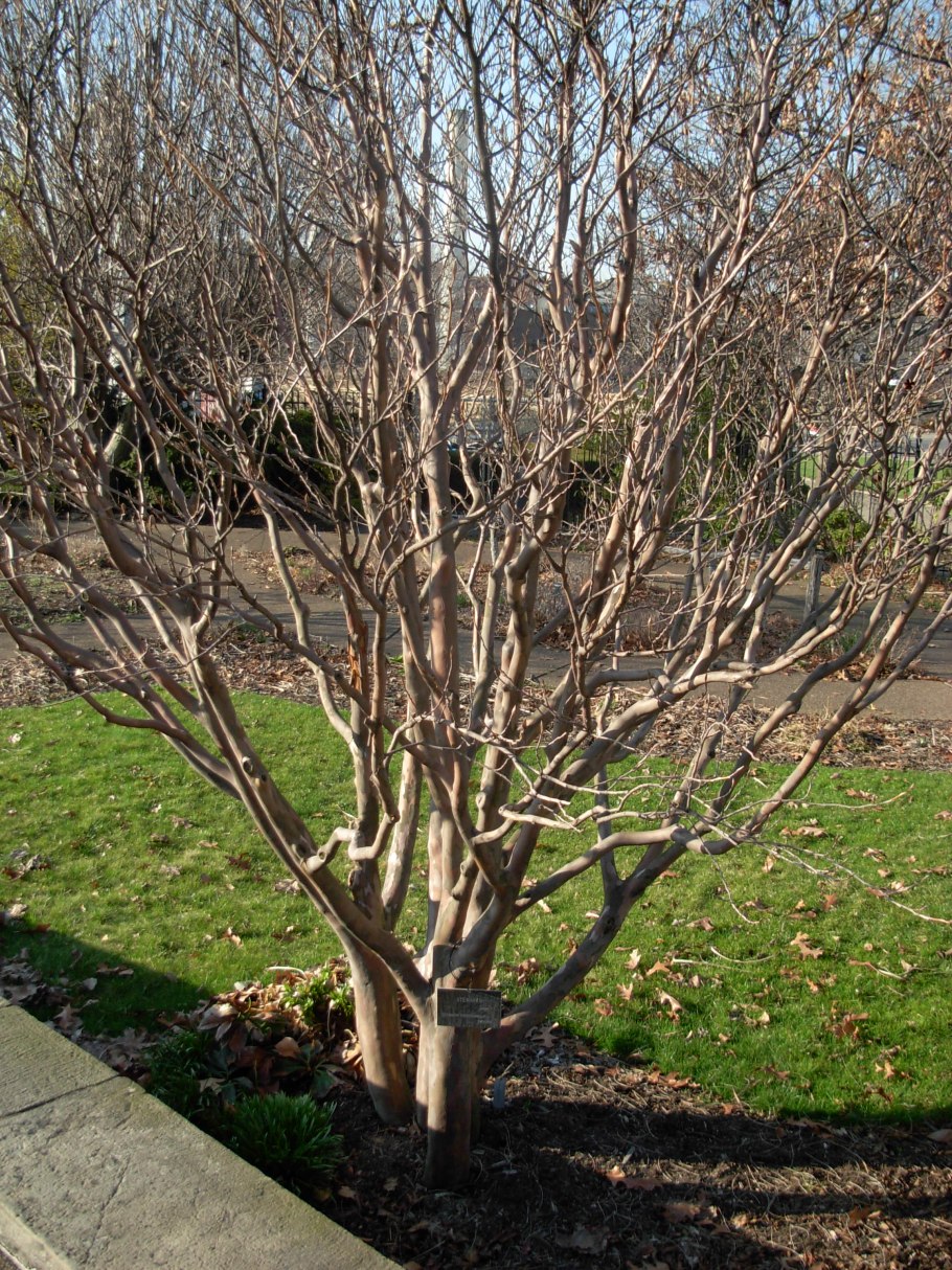 Стюартия псевдокамеллия в Подмосковье