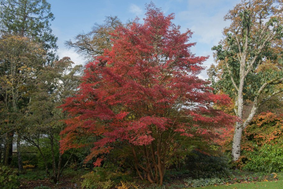 Стюартия носатая