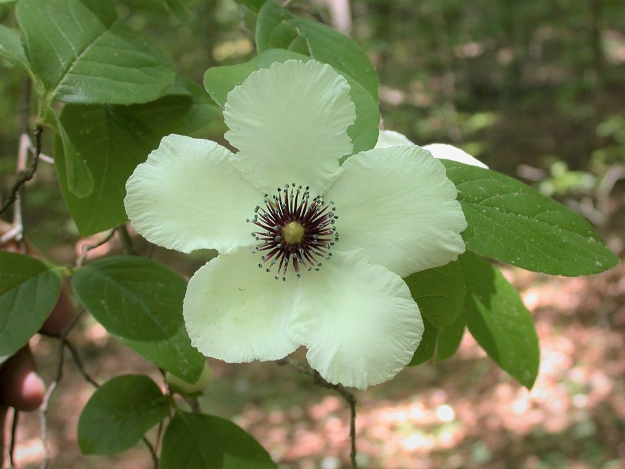 Stewartia malacodendron