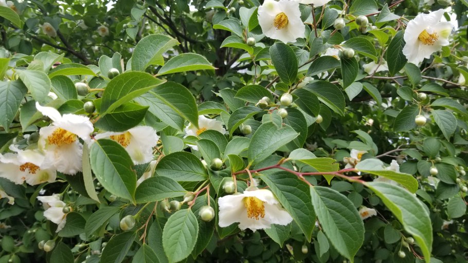 Stewartia pseudocamellia — стюартия ложнокамелиевая