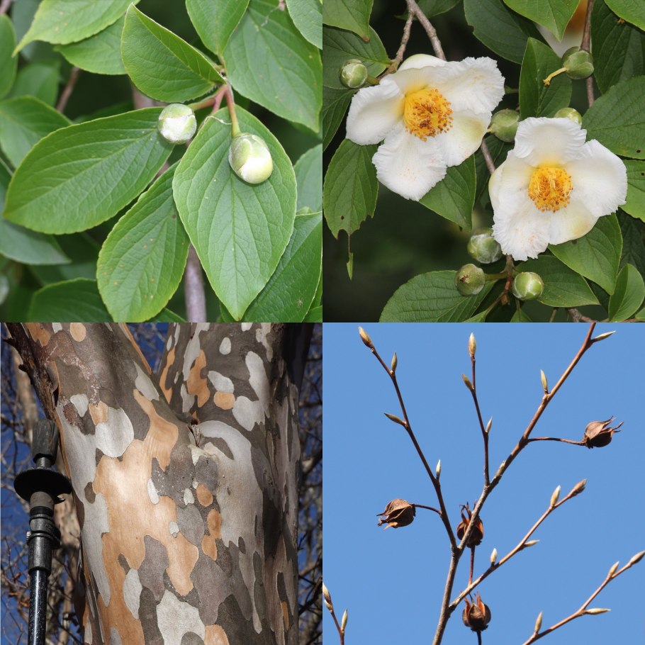 Исла дерево