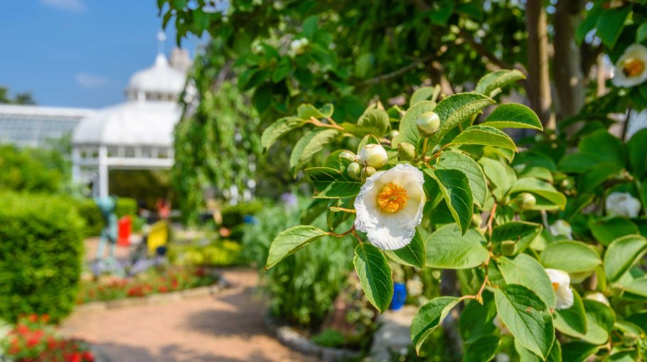 Franklinia alatamaha