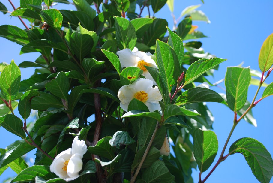 Стюартия псевдокамеллия