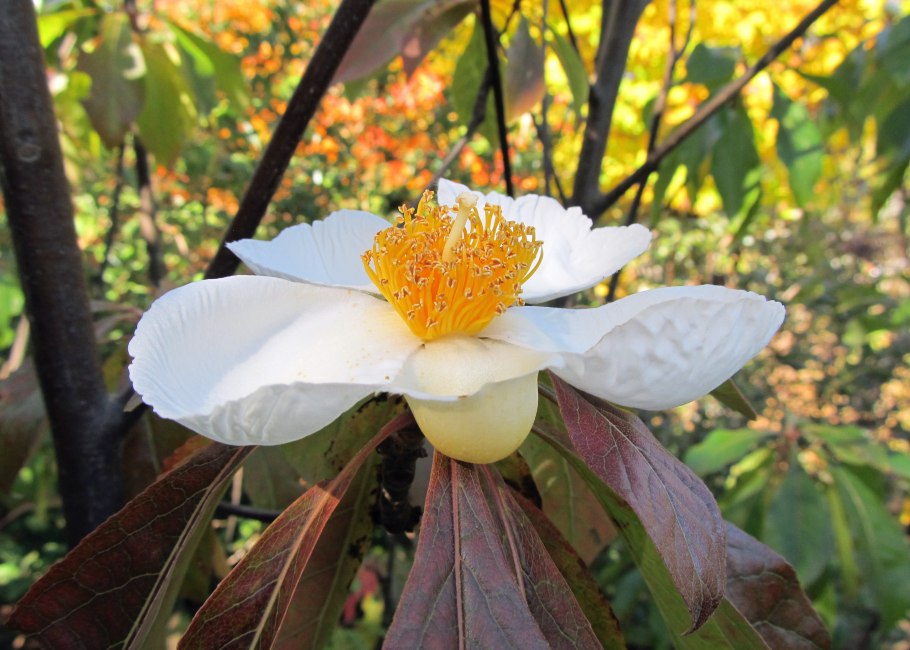 Стюартия псевдокамеллия в Подмосковье отзывы