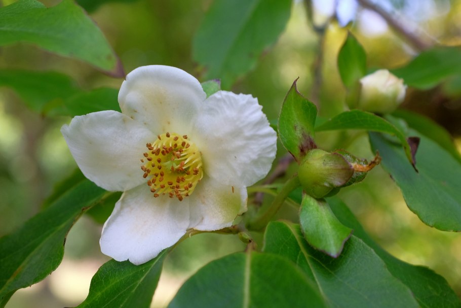 Стюартия псевдокамеллия