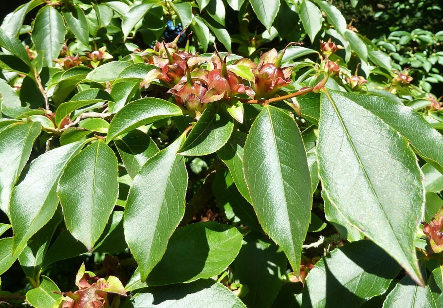 Cinnamomum camphora