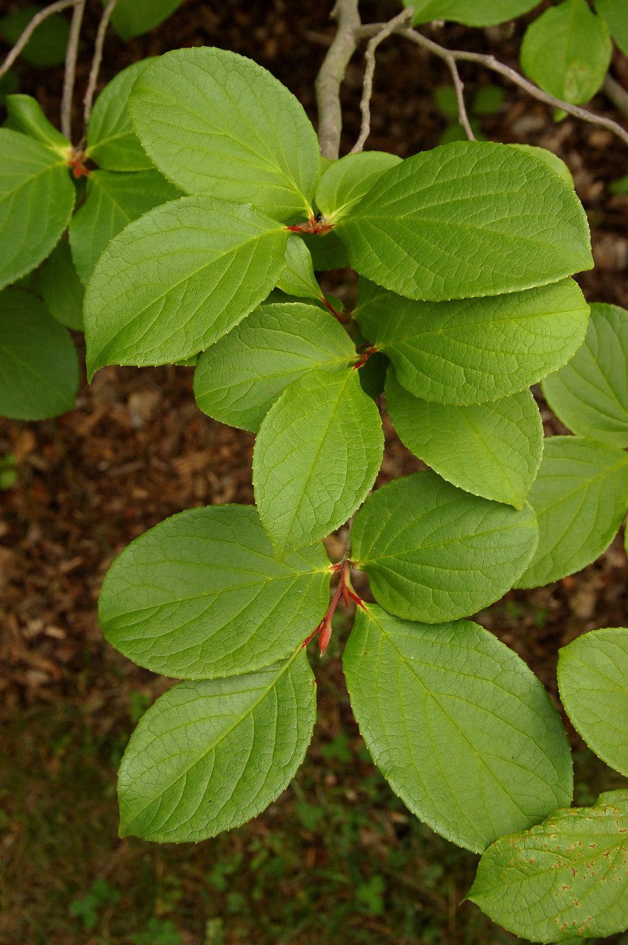 Cornus sanguinea