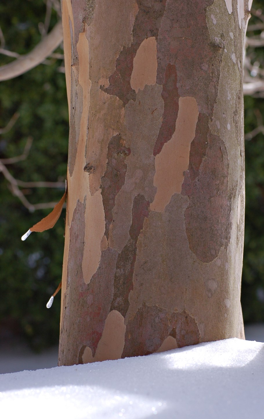 Стюартия малакодендрон