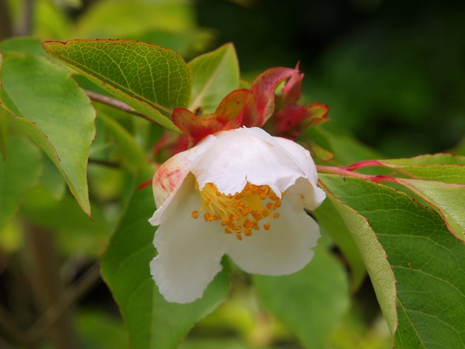 Стюартия псевдокамеллия