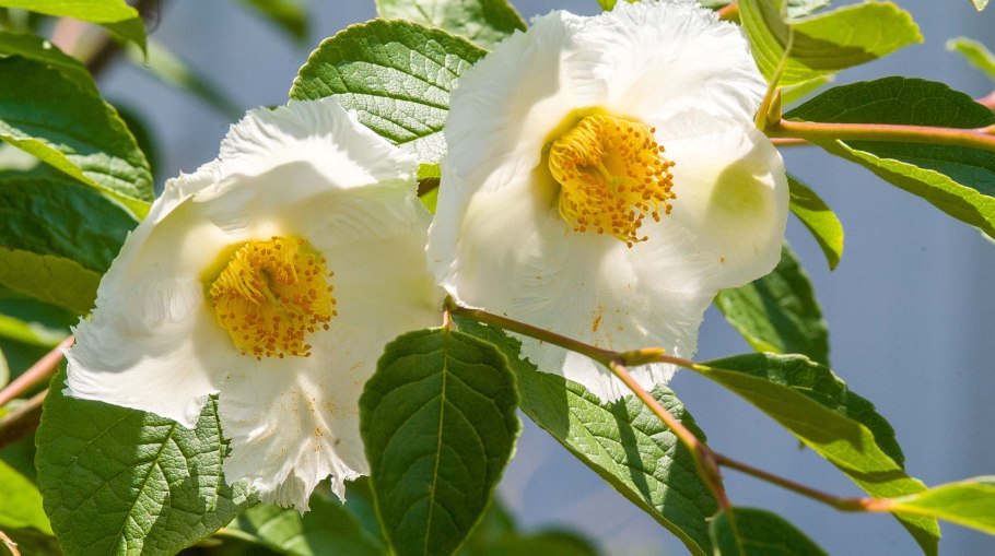 Stewartia malacodendron