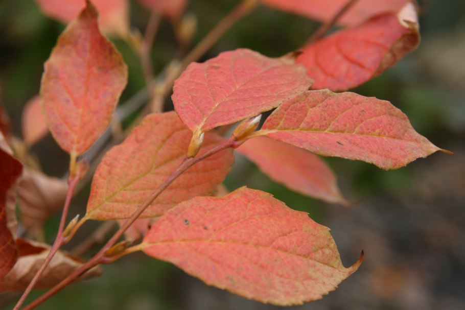 Fothergilla gardenii