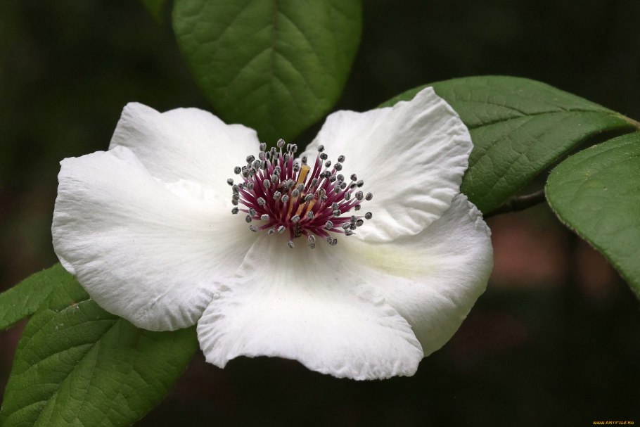 Стюартия китайская