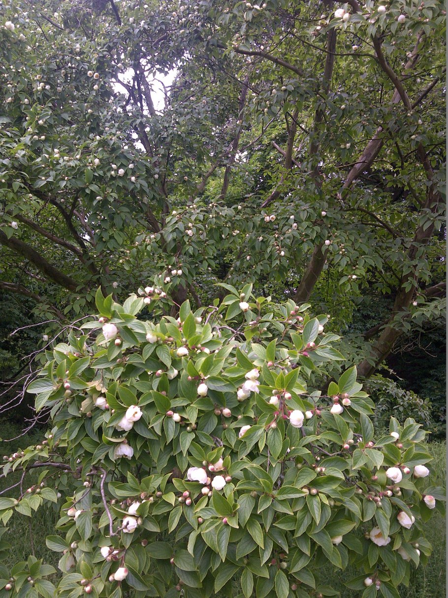 Стюартия ложнокамелиевая