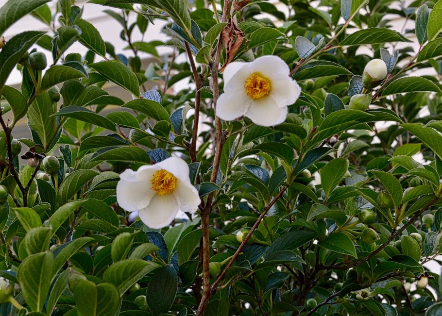 Стюартия rostrata