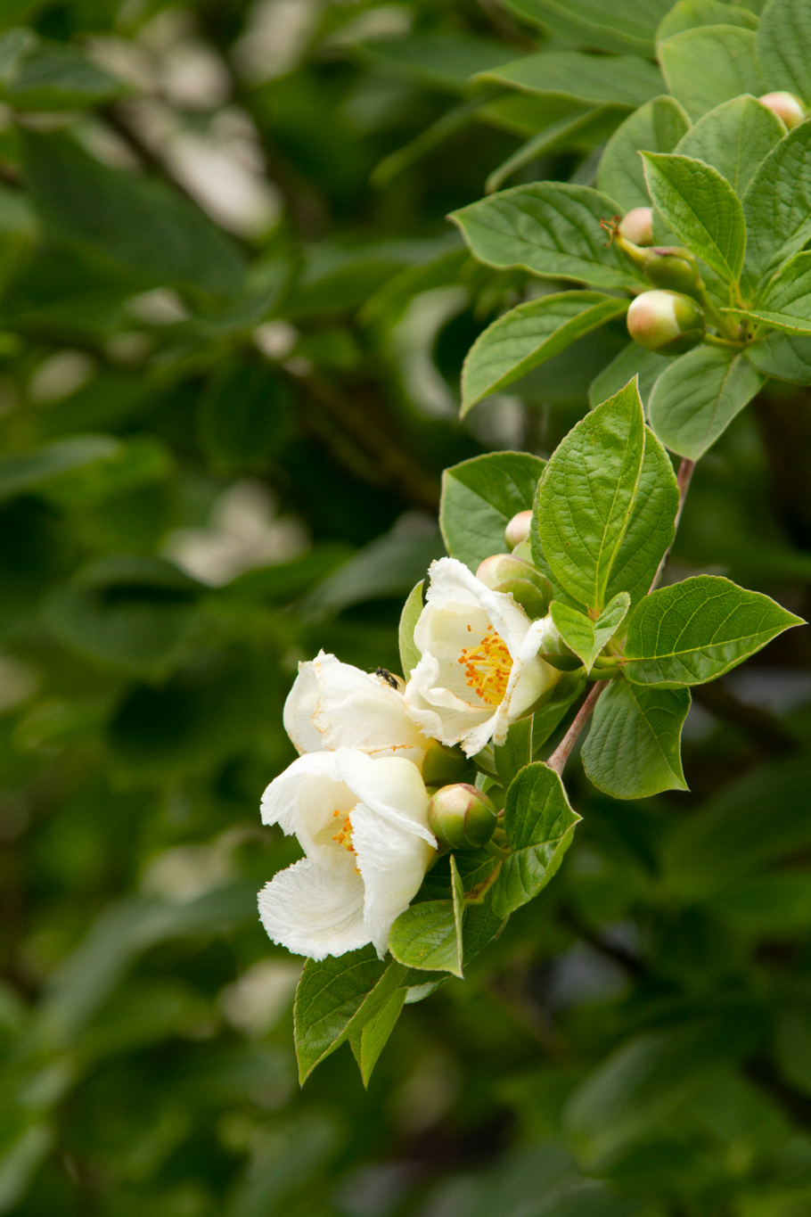 Японская стюартия красная