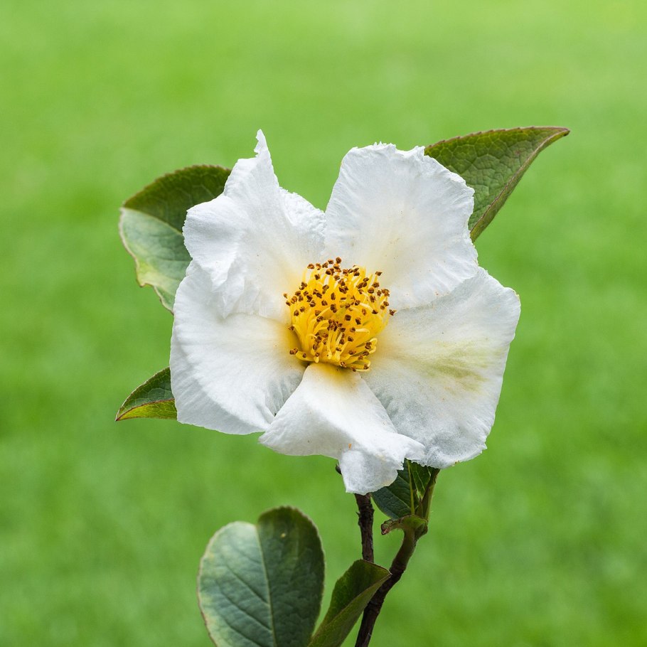 Stewartia pseudocamellia