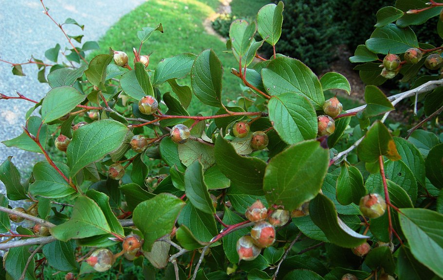Кизильник блестящий cotoneaster lucidus