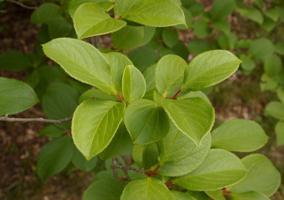 Дерен cornus alba sibirica